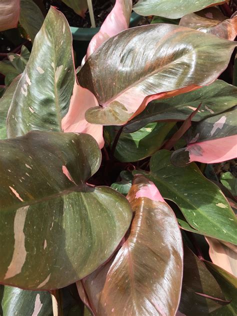 philodendron pink princess plant